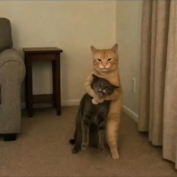 Orange cat meme awkwardly hugging grumpy gray feline