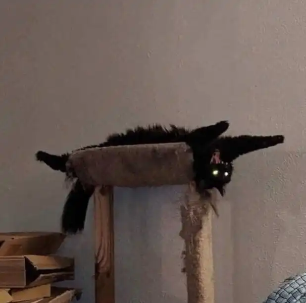 Upside-down stretching black cat meme on scratcher