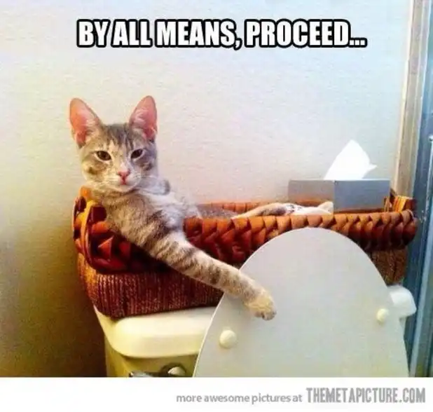 Relaxed tabby cat meme spectating from toilet basket