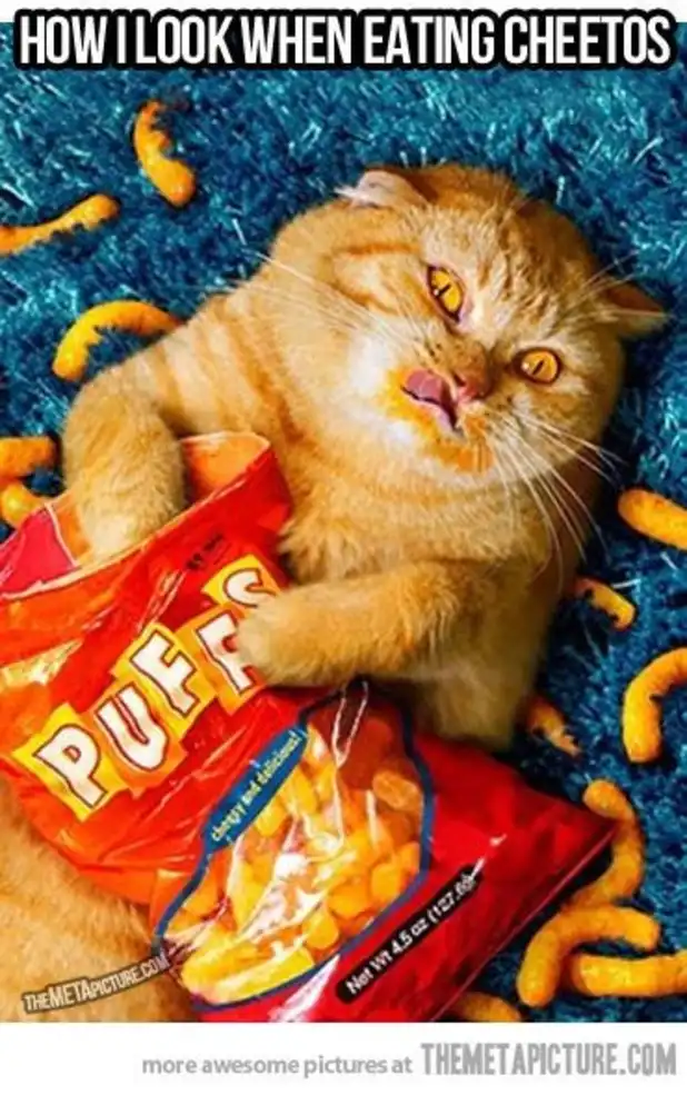 Cheeto-dusted orange cat meme munching snacks