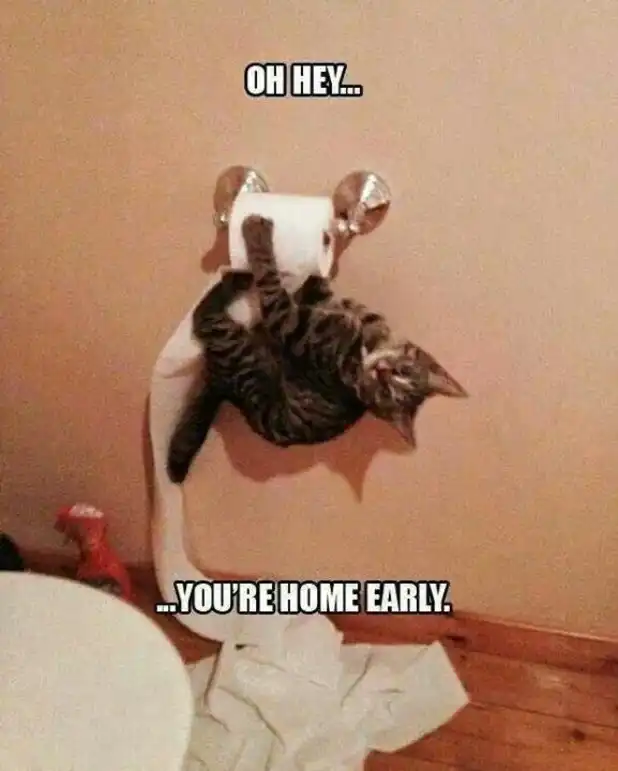 Tabby cat hanging upside down unraveling toilet paper in chaotic bathroom prank, funny cat meme