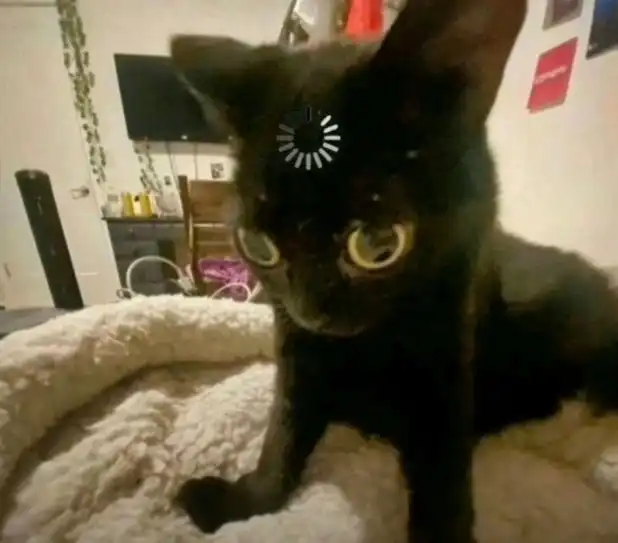 Black kitten with glowing eyes fixated on digital loading icon, absurdly intense funny cat meme