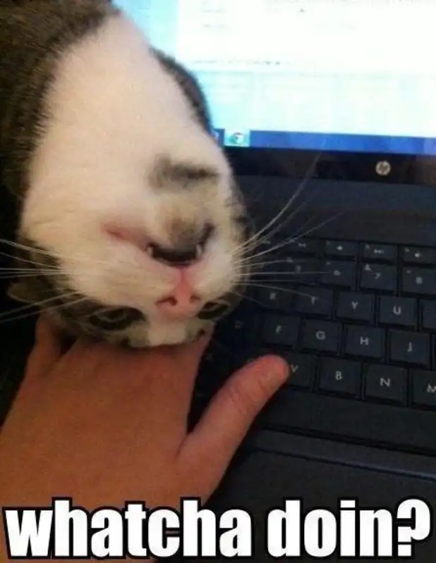 Tuxedo cat dangling head over laptop keyboard spying on human typing, sneaky funny cat meme