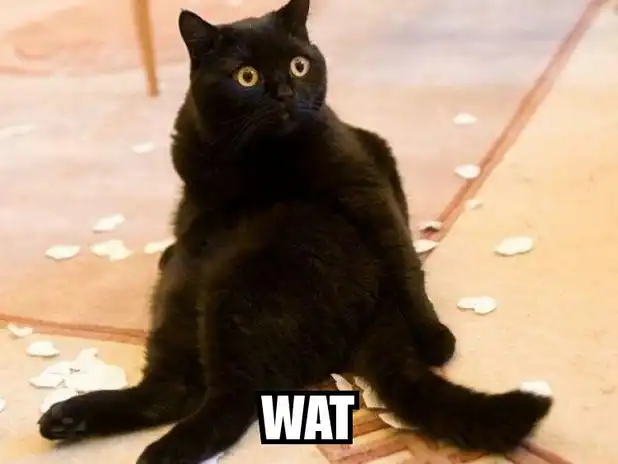 Fluffy black cat sitting confused surrounded by broken egg shells, bewildered breakfast disaster