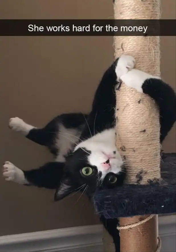 Black and white cat inverted clinging to tall scratching post, determined feline gym fail