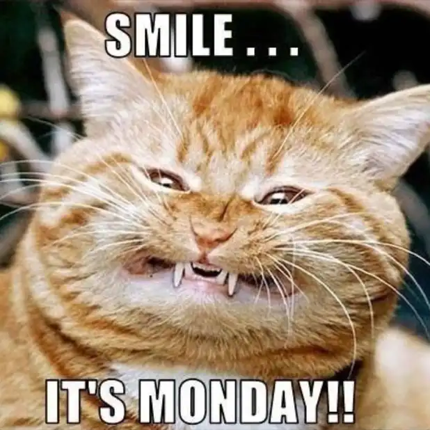 Grumpy orange cat flashing crooked toothy smirk in forced smile pose, savage Monday motivation