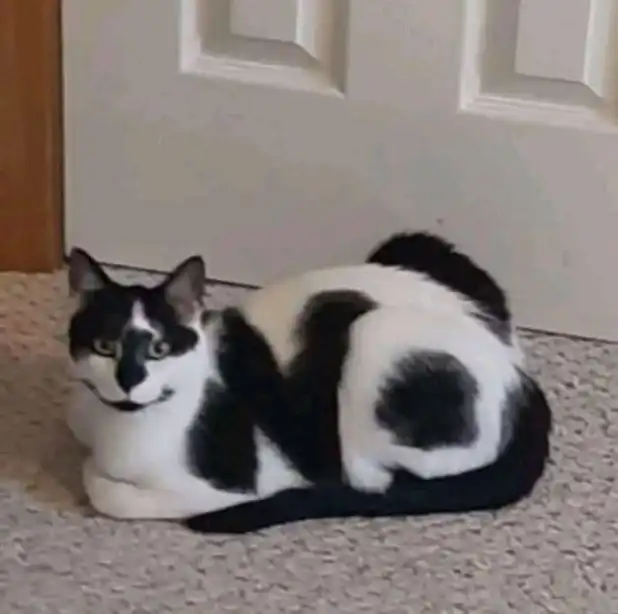 Tuxedo cat perfectly camouflaged against white door with black spots, masterful hiding spot humor