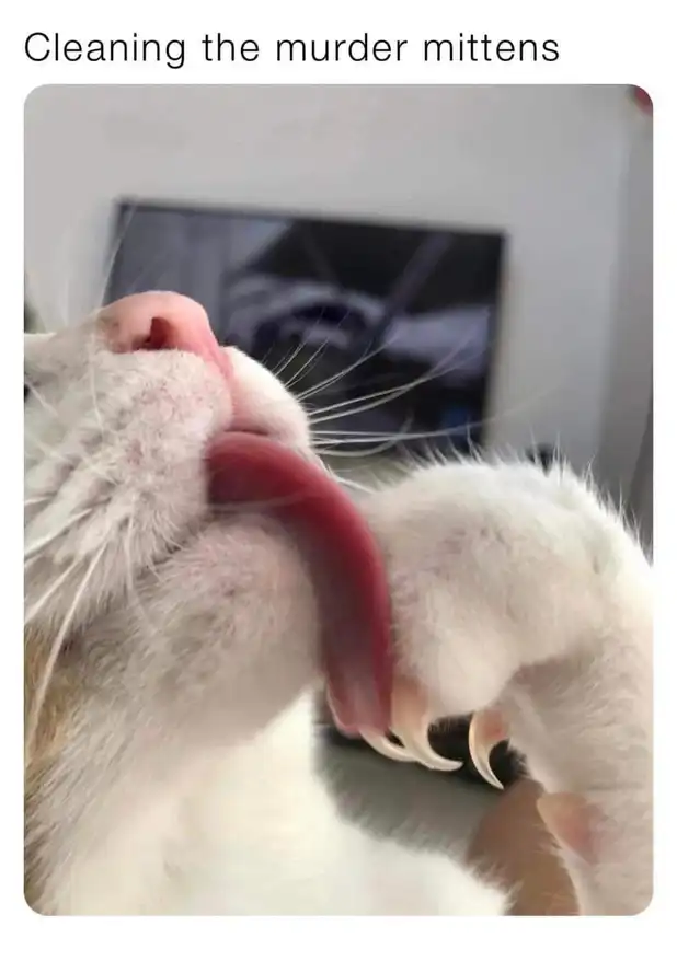 White cat tongue-bathing razor-sharp paw claws close-up, grooming the weapons of mass cuddles