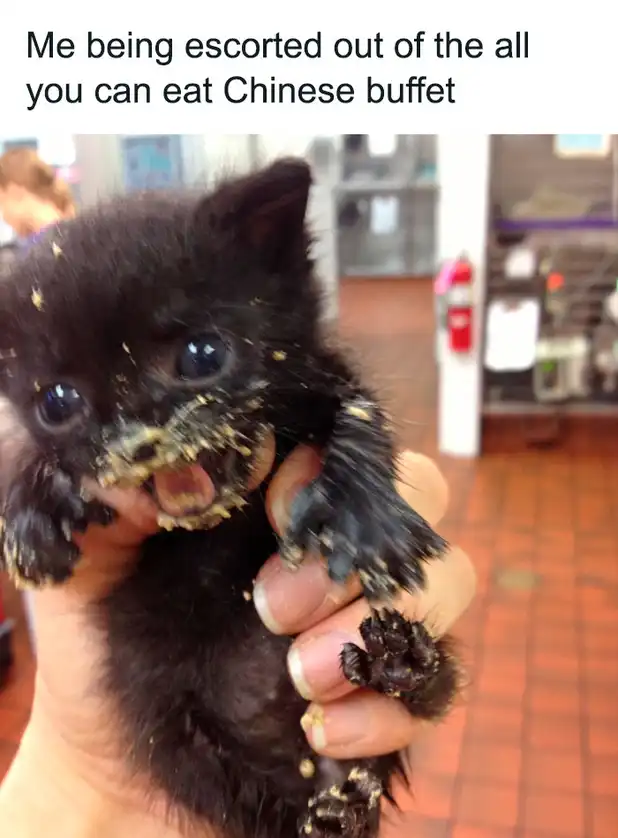 Adorable black kitten held mid-yawn with rice grains everywhere, overzealous eater eviction scene
