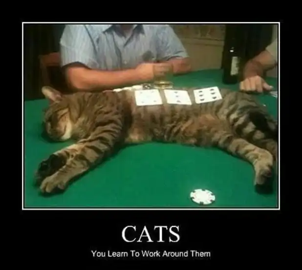 Striped cat sprawled asleep across poker table cards and chips, oblivious game disruptor