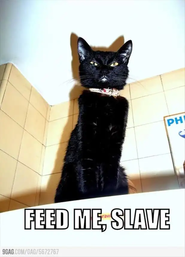 Stern black cat in pink collar standing tall in tiled room, imperious hunger proclamation pose