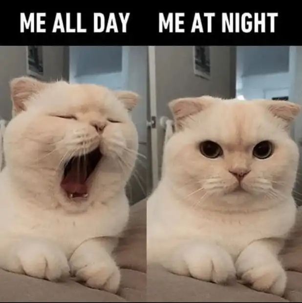 White Persian cat yawning hugely by day, wide-eyed alert by night, classic nocturnal switcheroo