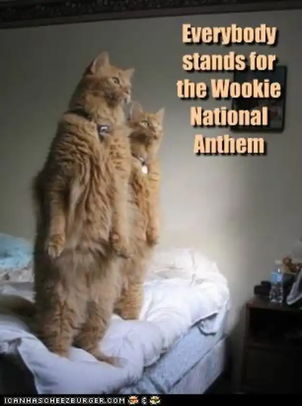 Two tall orange cats rearing up on bed like Wookiees, epic Star Wars tribute in feline form