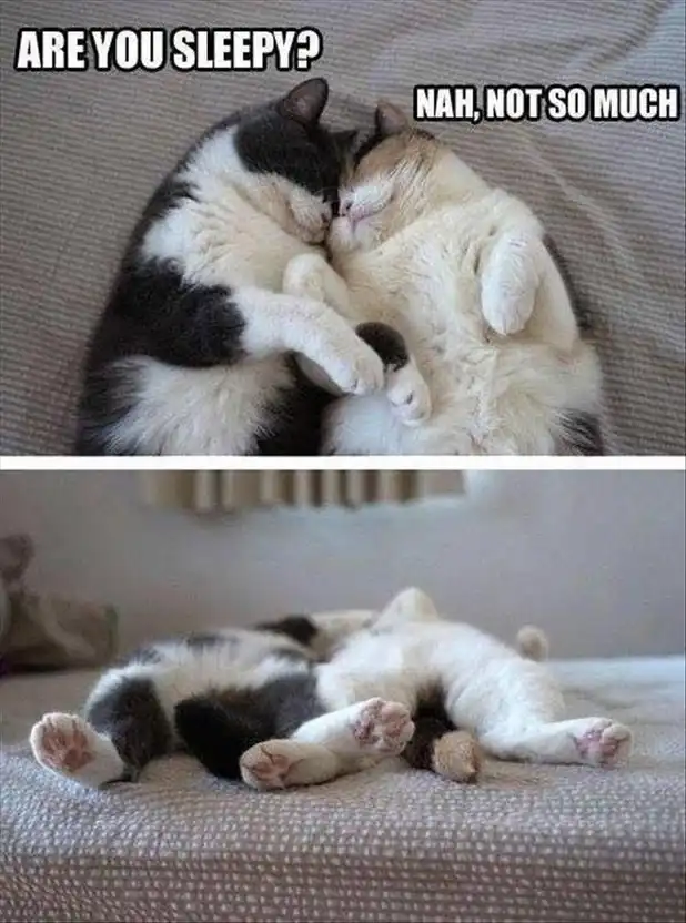 Pair of cats cuddling cutely then flopping apart on bed, from affectionate to independent in seconds