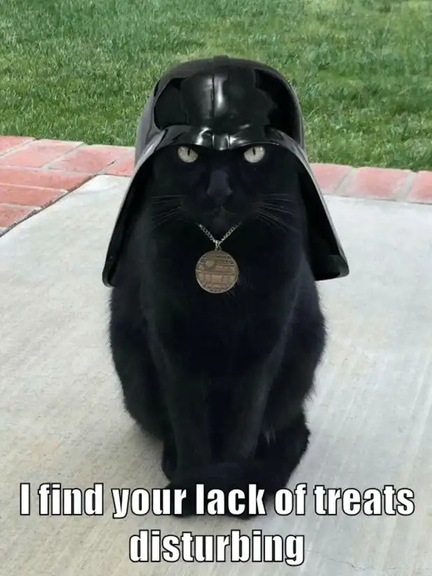 Black cat in Darth Vader helmet glaring demandingly outdoors, epic Star Wars feline hunger strike