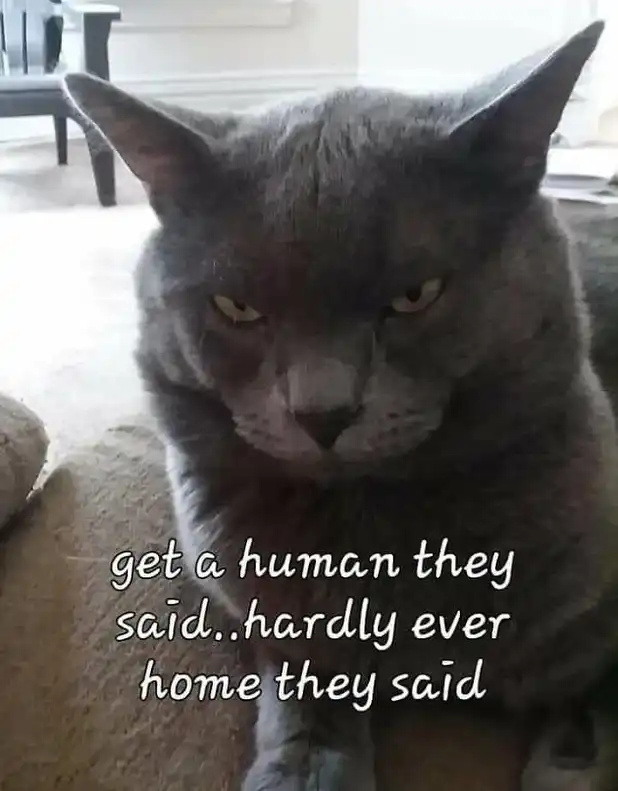 Gray cat with fierce glare lounging alone on couch, ultimate pet abandonment comedy