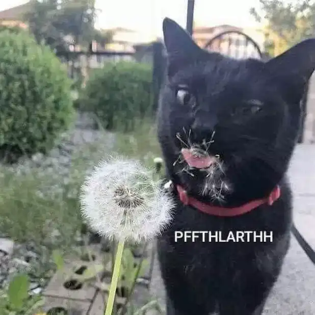 Black cat with dandelion fluff exploding on muzzle, hilarious outdoor sneeze ambush