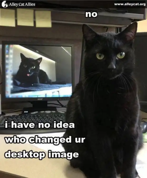 Black cat innocently posing beside computer showing its own tongue-out image, classic hacker denial