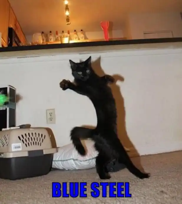 Black cat striking dramatic pose with paws raised in kitchen, Zoolander-inspired supermodel strut