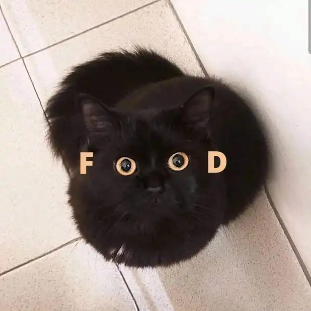 Fluffy black kitten with wide pleading eyes on floor tiles, intense breakfast negotiation tactic