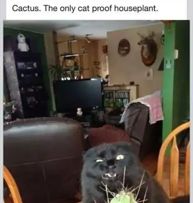 Black cat grimacing with spines in face next to cactus, painful proof of indestructible greenery