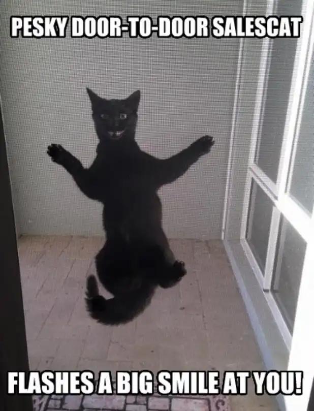 Black cat leaping at screen door with toothy smile, enthusiastic unwanted visitor routine