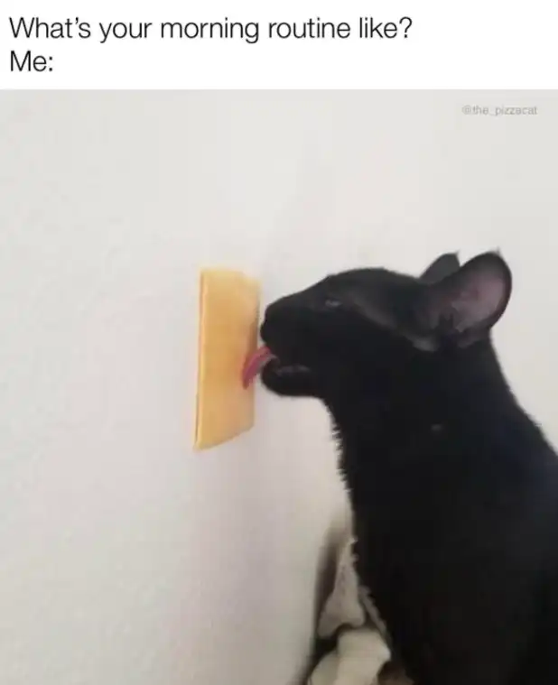 Black cat tongue-extended on yellow wall patch like cheese, bizarre dawn devotion display