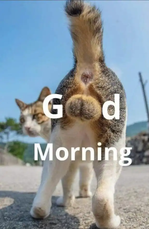 Tabby cat walking away showing butt and balls on sunny road, cheeky feline anatomy reveal