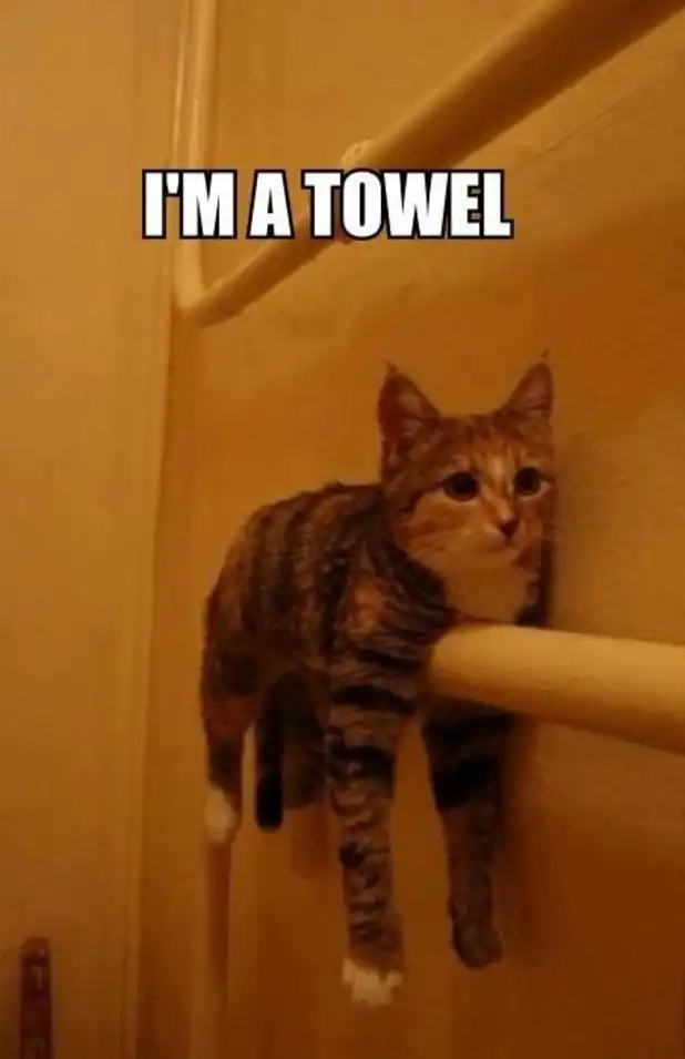 Tabby cat hanging limply from towel bar like fabric, seamless bathroom camouflage fail
