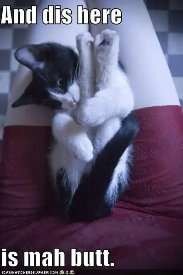 Tuxedo kitten paws up on lap pointing areas, educational body parts tour with sass