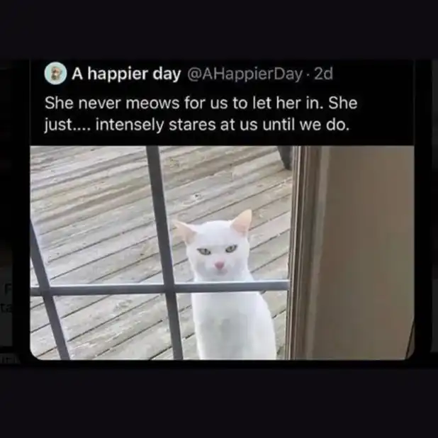 White cat peering intensely through glass door, wordless psychological entry coercion