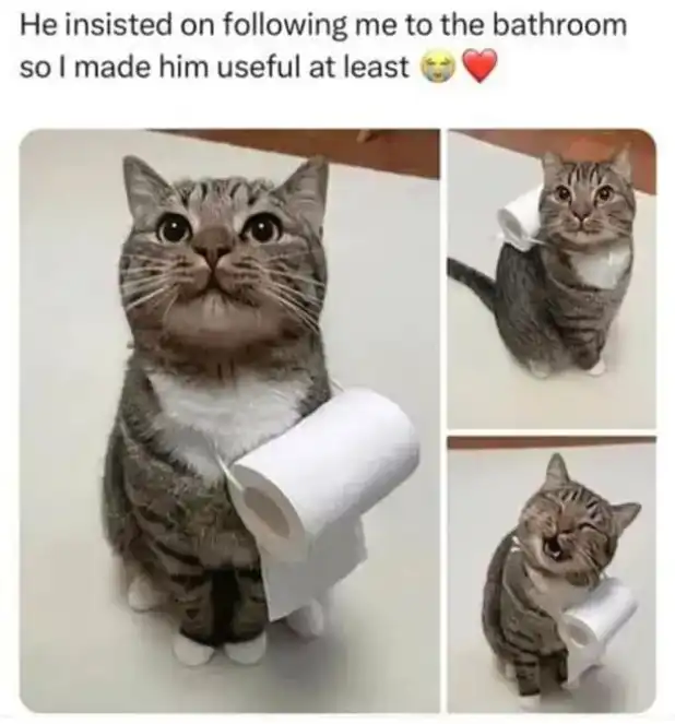 Tabby cat proudly holding roll of TP in multiple poses, repurposed bathroom hygiene hero