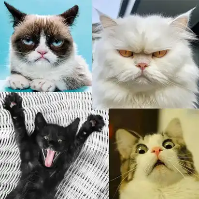 Cat memes hero image
